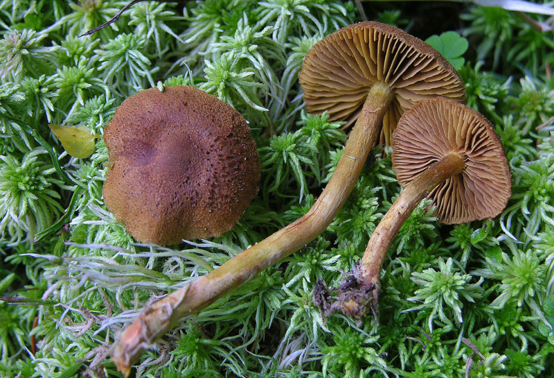 Cortinarius cinnamomeoluteus Orton.